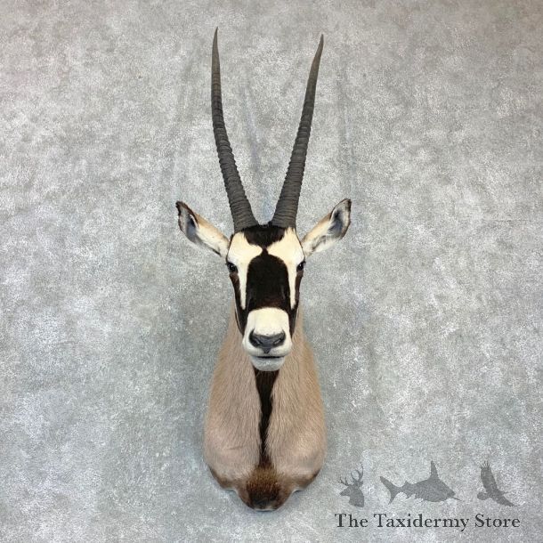 Kalahari Gemsbok Oryx Shoulder Mount For Sale #23135 @ The Taxidermy Store