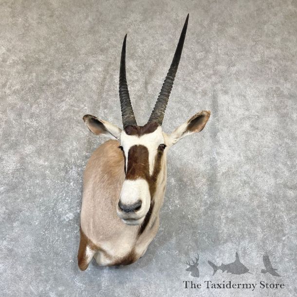 Kalahari Gemsbok Oryx Shoulder Mount For Sale #26687 @ The Taxidermy Store