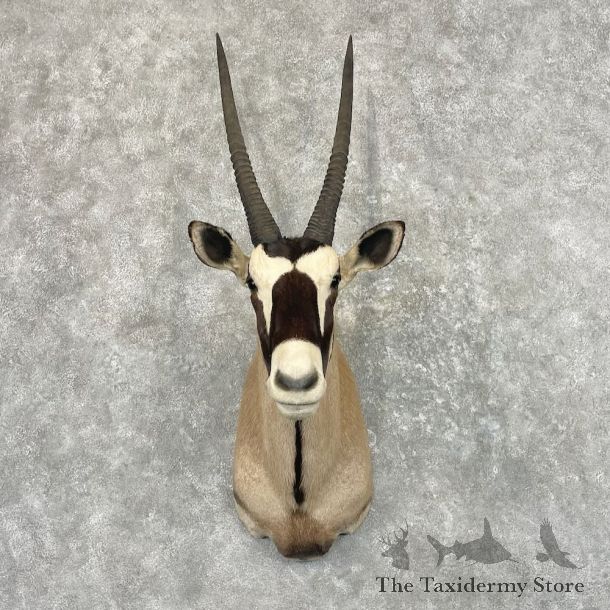 Kalahari Gemsbok Oryx Shoulder Mount For Sale #27640 @ The Taxidermy Store