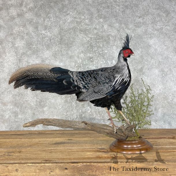 Kalij Pheasant Bird Mount For Sale #25449 @ The Taxidermy Store