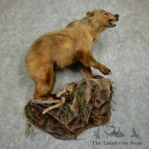 Kermode “Spirit” Bear Life-Size Mount For Sale #16042 @ The Taxidermy Store