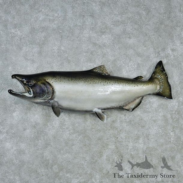 King Salmon Fish Mount M1 #12838 For Sale @ The Taxidermy Store