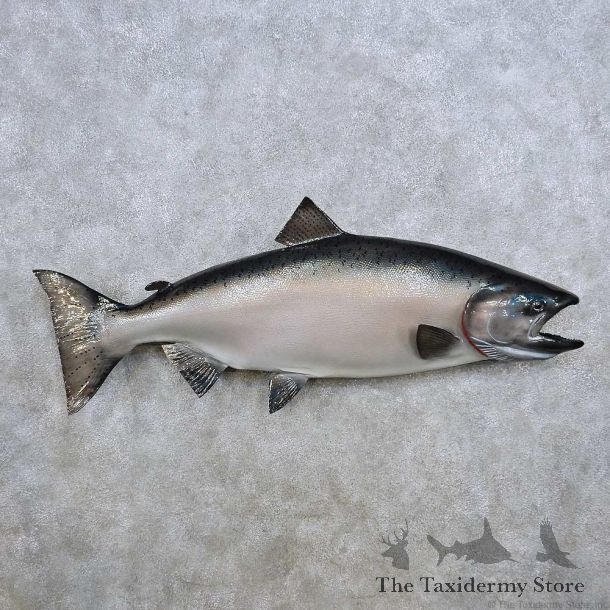 King Salmon Fish Mount For Sale #14367 @ The Taxidermy Store