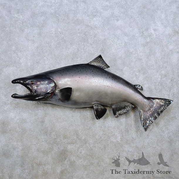 King Salmon Fish Mount For Sale #14368 @ The Taxidermy Store
