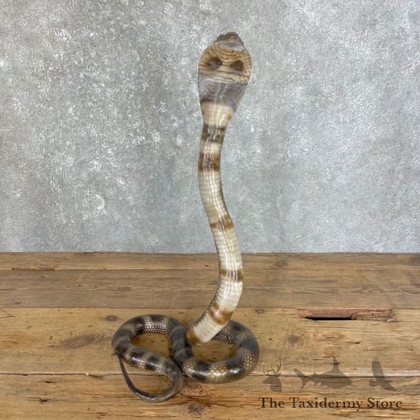 Monocled Cobra Mount For Sale #25127 @ The Taxidermy Store