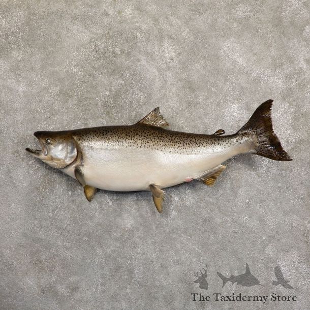 King Salmon Fish Mount For Sale #19705 @ The Taxidermy Store