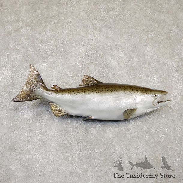 King Salmon Fish Mount For Sale #20108 @ The Taxidermy Store