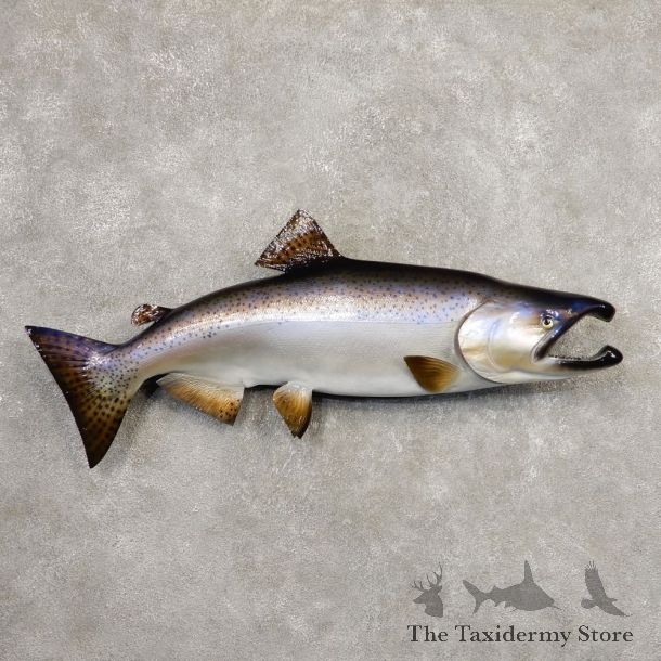 King Salmon Fish Mount For Sale #20342 @ The Taxidermy Store