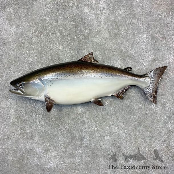 King Salmon Fish Mount For Sale #21607 @ The Taxidermy Store