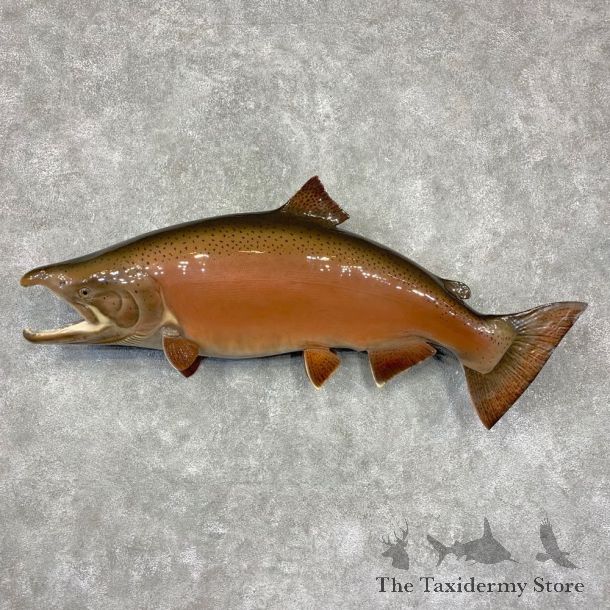 King Salmon Fish Mount For Sale #21610 @ The Taxidermy Store