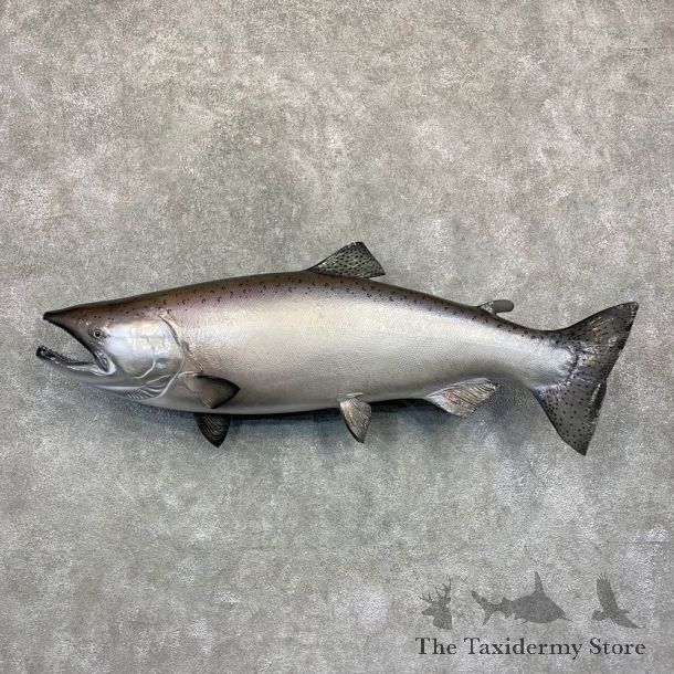 King Salmon Fish Mount For Sale #21623 @ The Taxidermy Store