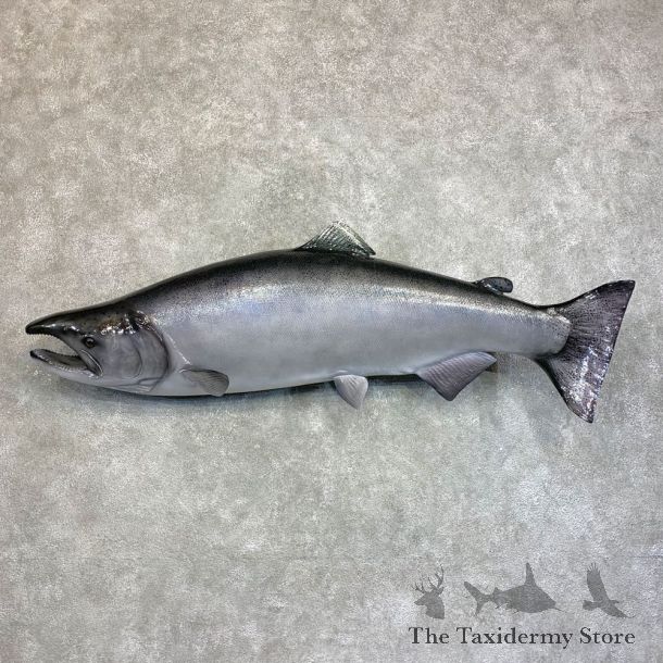 King Salmon Fish Mount For Sale #22041 @ The Taxidermy Store