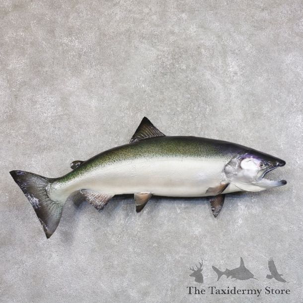 King Salmon Fish Mount For Sale #22209 @ The Taxidermy Store