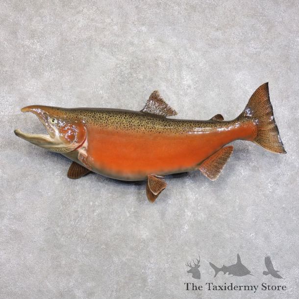 King Salmon Fish Mount For Sale #22284 @ The Taxidermy Store