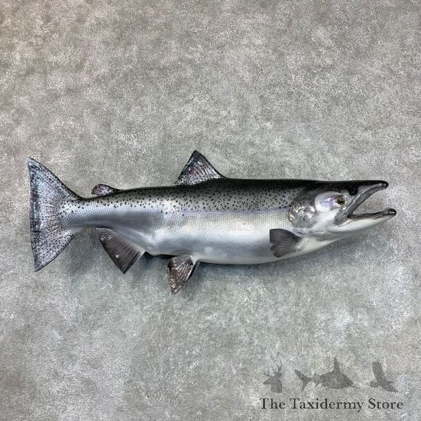 King Salmon Fish Mount For Sale #22483 @ The Taxidermy Store