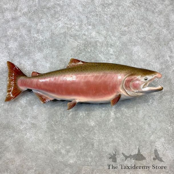 King Salmon Fish Mount For Sale #23273 @ The Taxidermy Store