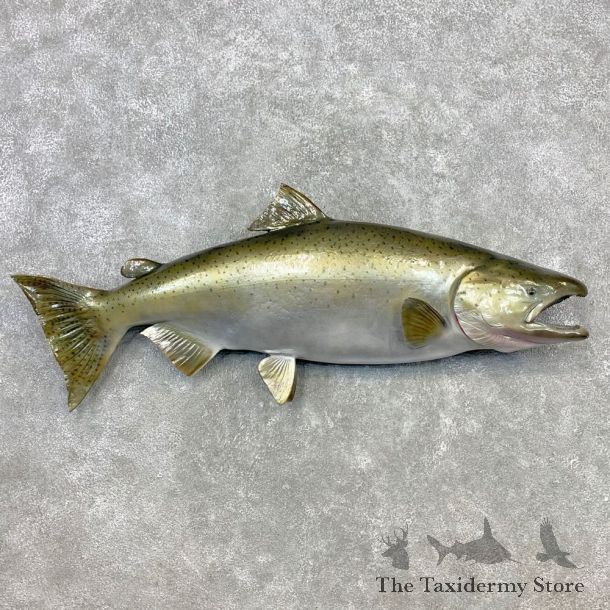 King Salmon Fish Mount For Sale #23276 @ The Taxidermy Store