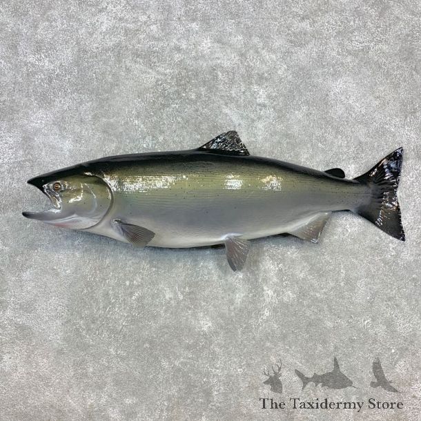 King Salmon Fish Mount For Sale #23278 @ The Taxidermy Store