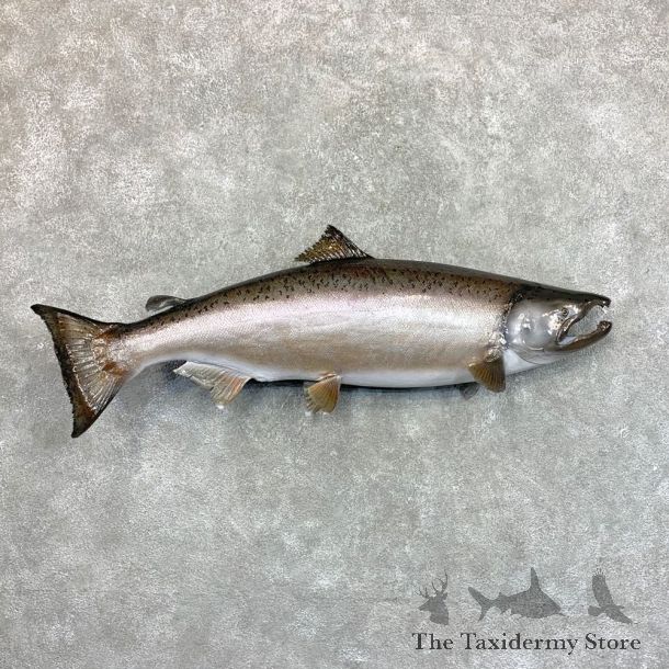 King Salmon Fish Mount For Sale #23637 @ The Taxidermy Store