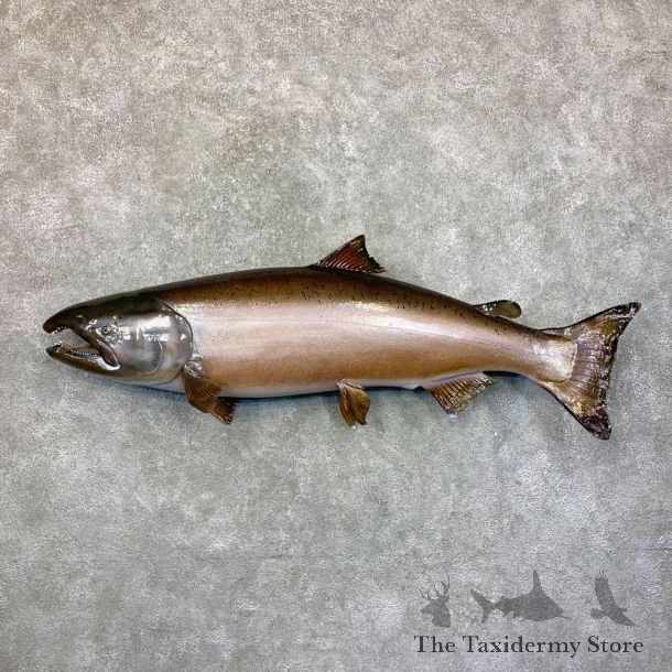 King Salmon Fish Mount For Sale #23638 @ The Taxidermy Store