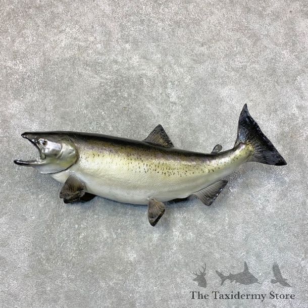 King Salmon Fish Mount For Sale #23650 @ The Taxidermy Store