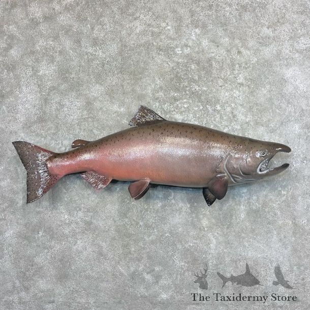 King Salmon Fish Mount For Sale #27692 @ The Taxidermy Store