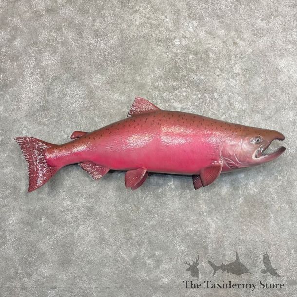King Salmon Fish Mount For Sale #27693 @ The Taxidermy Store
