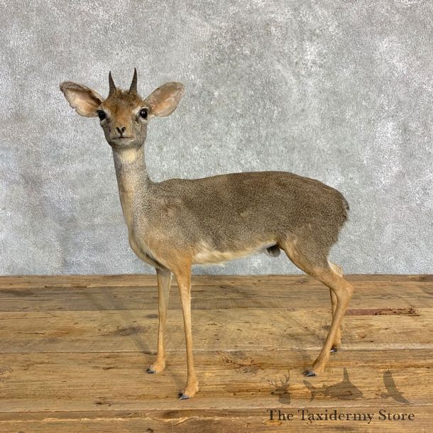 Kirk's Dik-Dik Life-Size Mount For Sale #22844 @ The Taxidermy Store