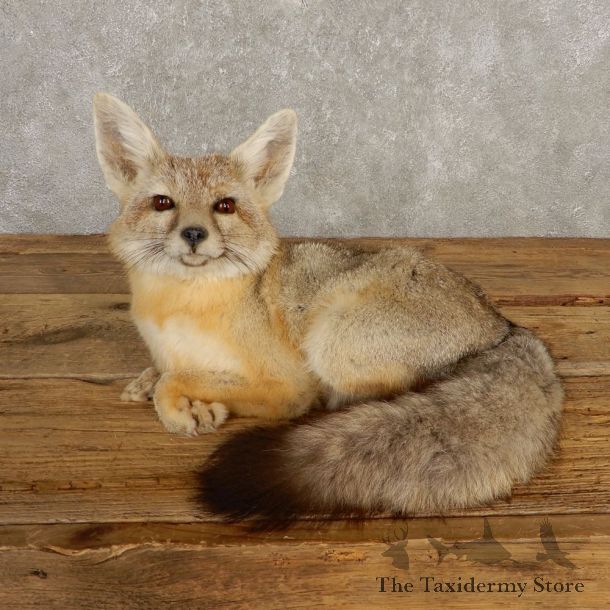 Kit Fox Life-Size Mount For Sale #20397 @ The Taxidermy Store