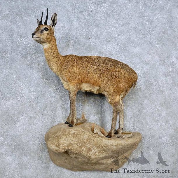 Standing Klipspringer Mount For Sale #14471 @ The Taxidermy Store