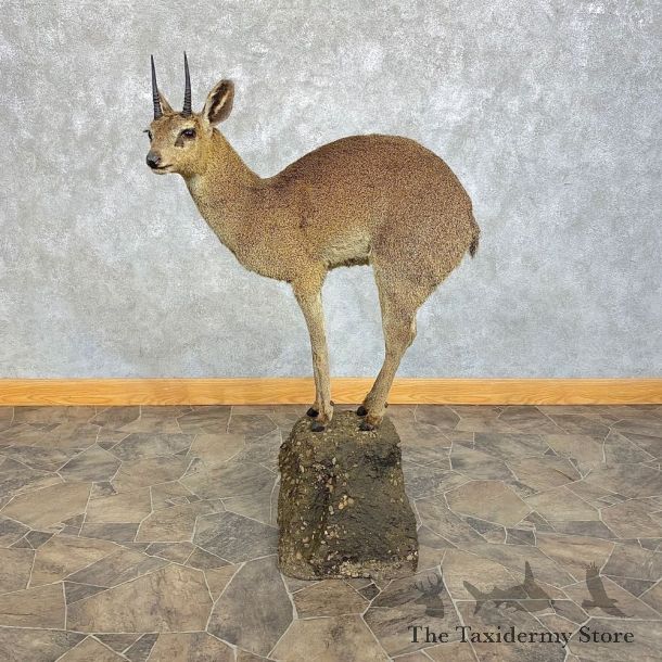 Klipspringer Life-Size Taxidermy Mount #21298 For Sale - The Taxidermy Store