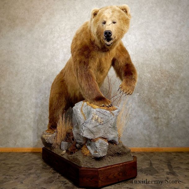 Kodiak Brown Bear Life Size Taxidermy Mount For Sale #19917 @ The Taxidermy Store
