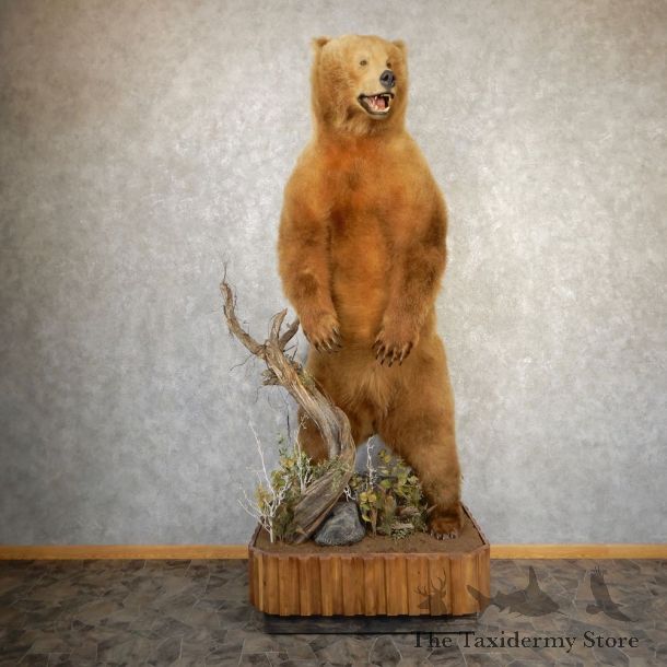 Kodiak Brown Bear Life Size Taxidermy Mount For Sale #20355 @ The Taxidermy Store
