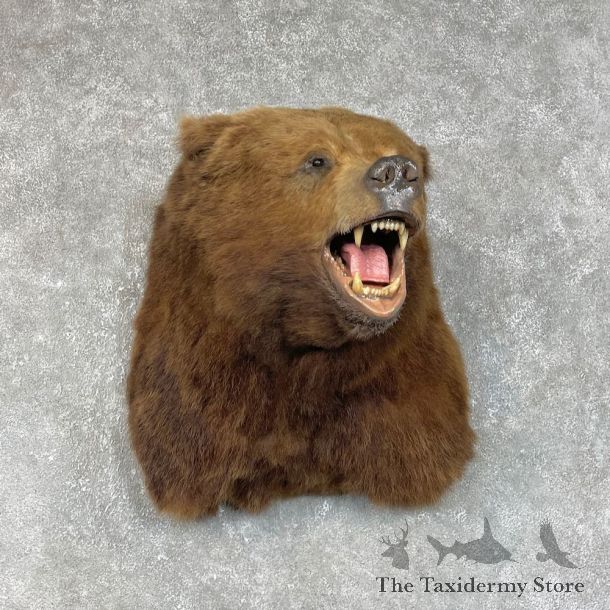 Kodiak Brown Bear Shoulder Mount For Sale #25320 @ The Taxidermy Store