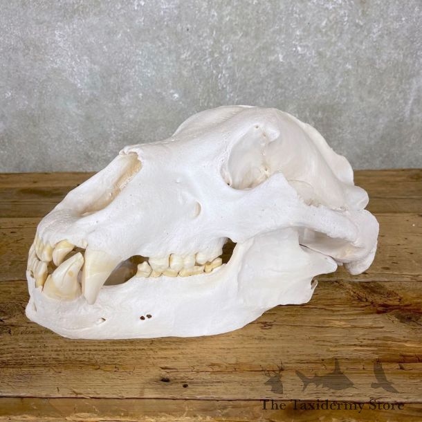 Kodiak Brown Bear Skull For Sale #24409 @ The Taxidermy Store