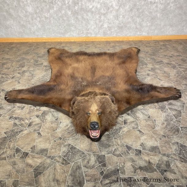 Kodiak Brown Bear Taxidermy Rug Mount For Sale #25258 @ The Taxidermy Store