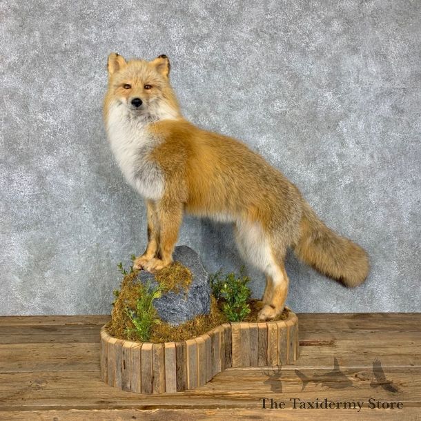 Kodiak Island Red Fox Life-Size Mount For Sale #23497 @ The Taxidermy Store