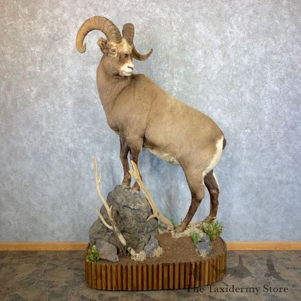 Kolyma Snow Sheep Life-Size Taxidermy Mount #23655 For Sale - The Taxidermy Store