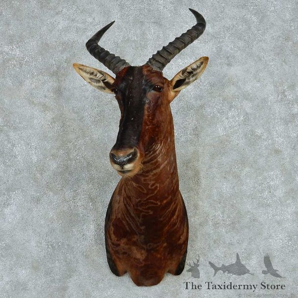Kongoni Hartebeest Shoulder Mount #13608 For Sale @ The Taxidermy Store