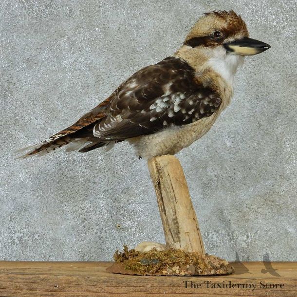 Kookaburra Life-Size Taxidermy Mount #13294 For Sale @ The Taxidermy Store