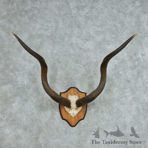 African Kudu Horns Taxidermy Mount #13694 For Sale @ The Taxidermy Store