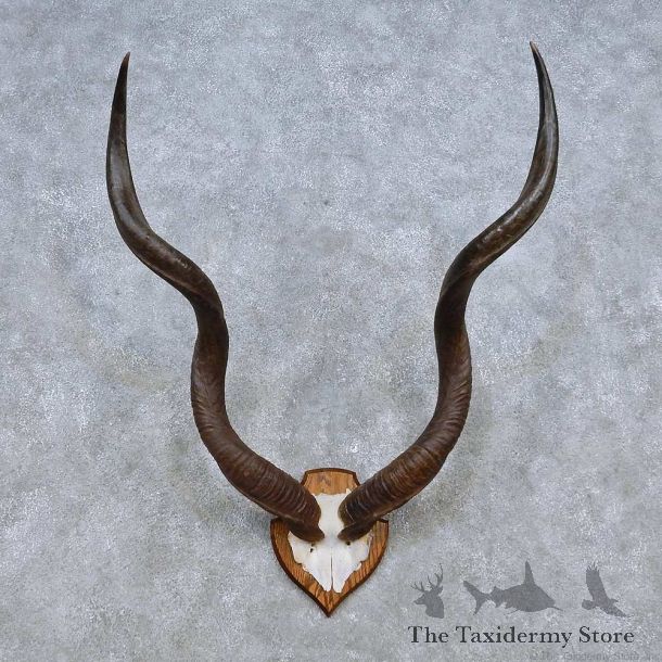 African Kudu Horn Plaque Taxidermy Mount For Sale #14498 @ The Taxidermy Store