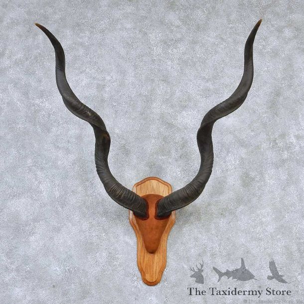 Greater Kudu Horns Taxidermy Mount #13193 For Sale @ The Taxidermy Store