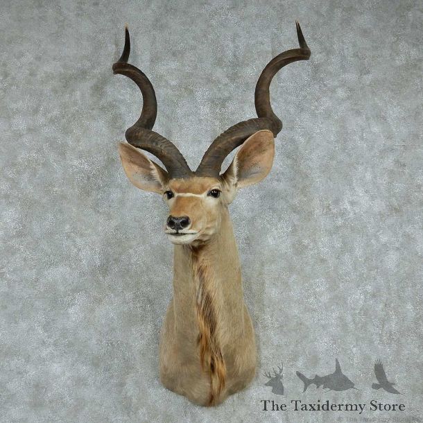 African Kudu Shoulder Mount #13606 For Sale @ The Taxidermy Store