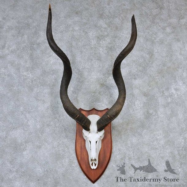 Greater Kudu European Taxidermy Mount #13192 For Sale @ The Taxidermy Store