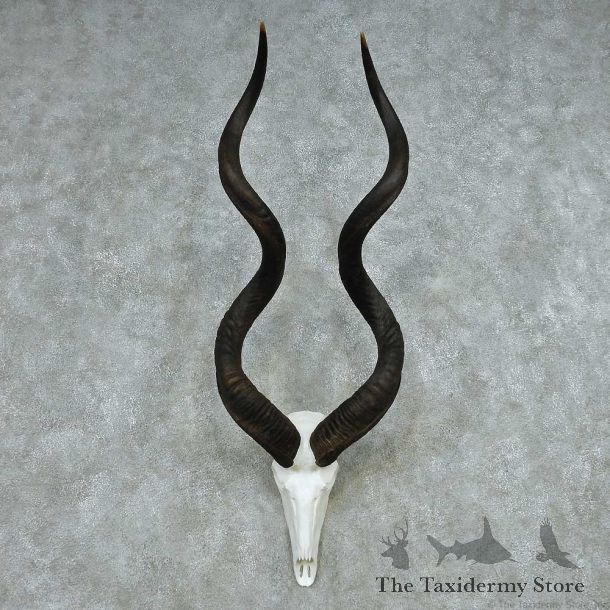 African Kudu Skull & Horn European Mount #13490 For Sale @ The Taxidermy Store