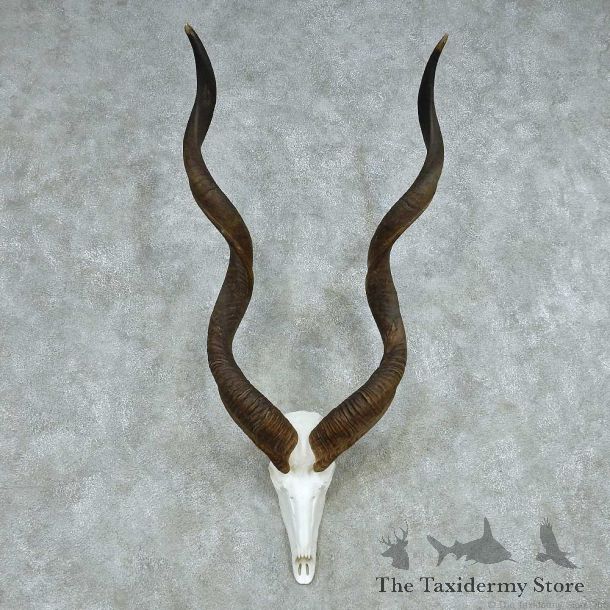 African Kudu Skull & Horn European Mount #13491 For Sale @ The Taxidermy Store