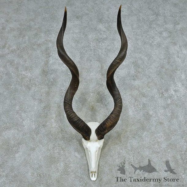African Kudu Skull & Horn European Mount #13492 For Sale @ The Taxidermy Store