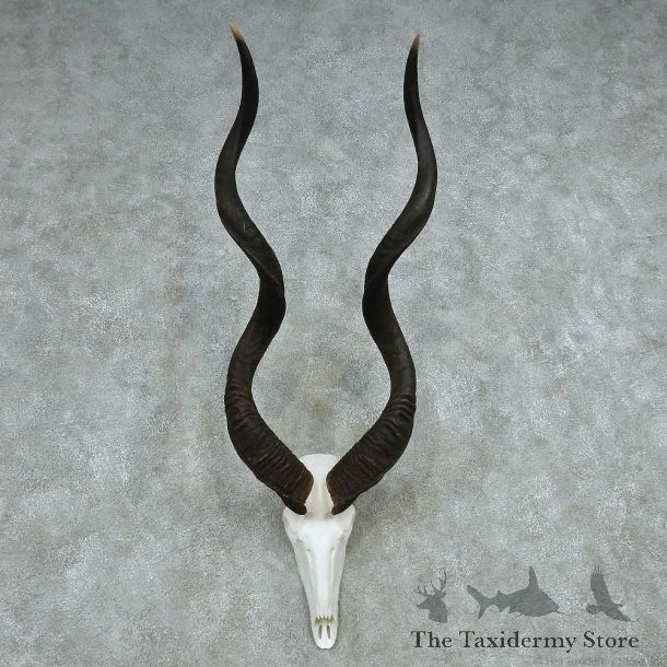 African Kudu Skull & Horn European Mount #13494 For Sale @ The Taxidermy Store