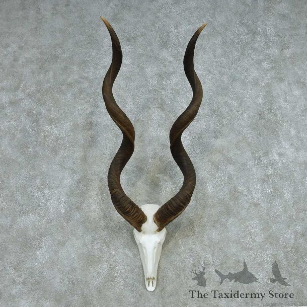 African Kudu Skull & Horn European Mount #13495 For Sale @ The Taxidermy Store